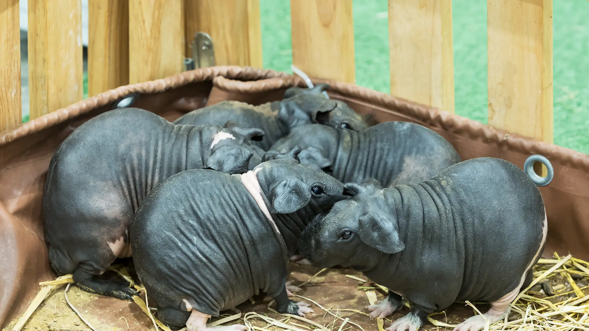 hairless guinea pigs