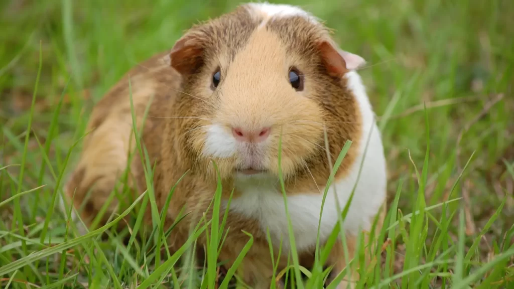 short-haired guinea pig