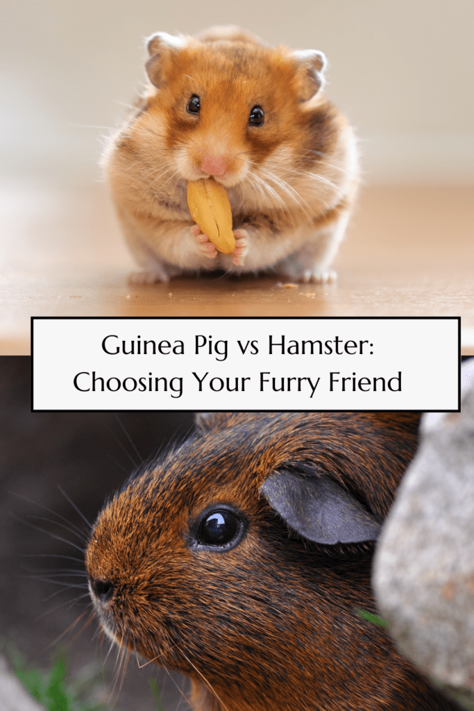 hamster vs guinea pigs