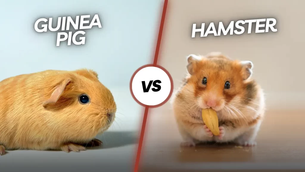 Guinea pig vs hamster