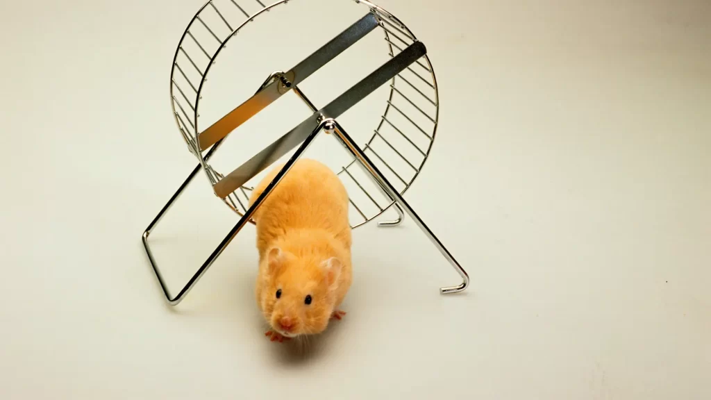cute hamster on a wheel