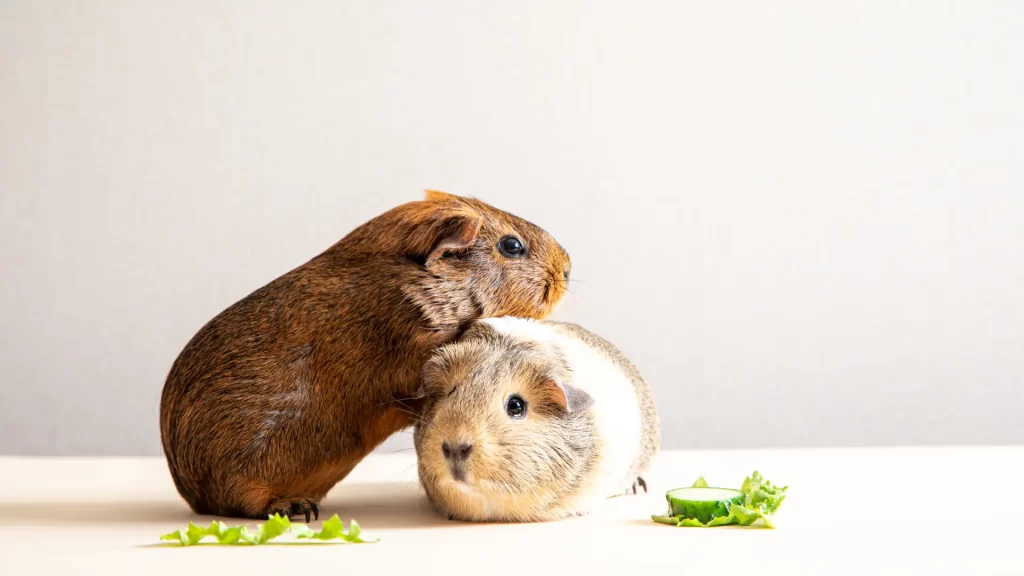 brown and white colored guinea pigs