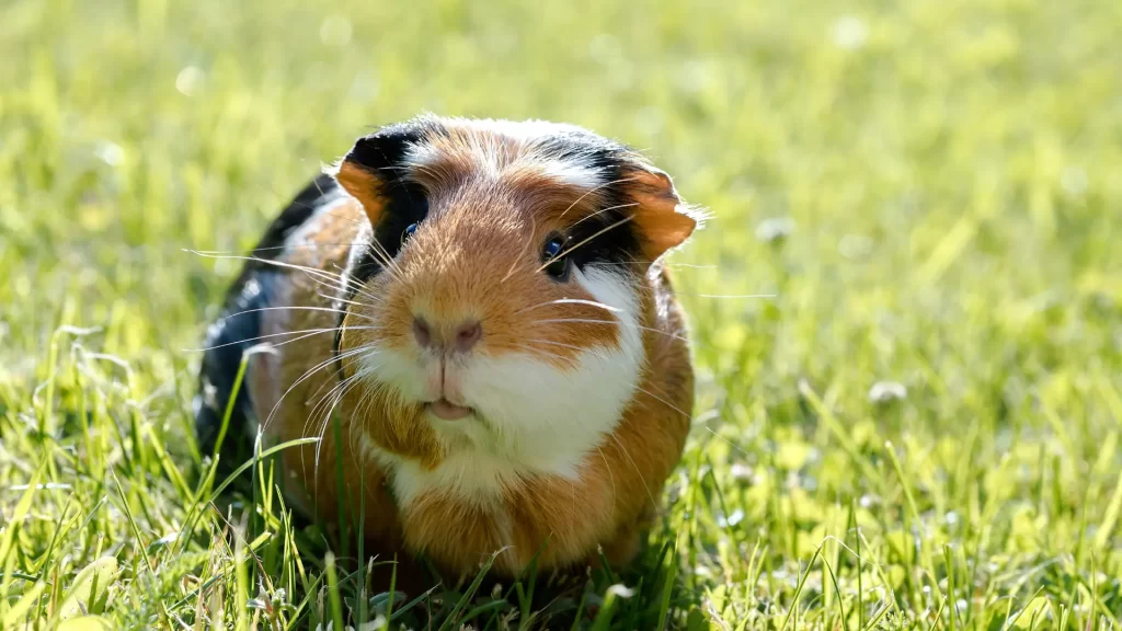 cute guinea pig in a grass