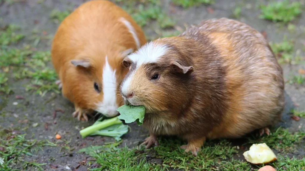 guinea pig eating vegetable