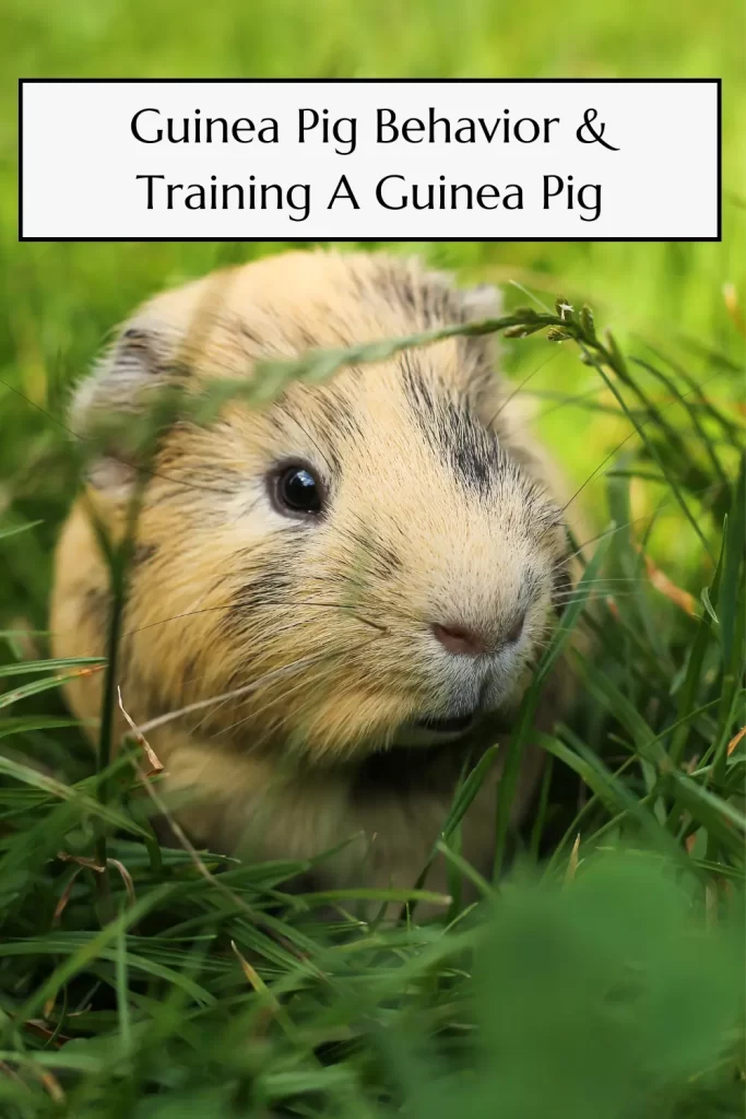 training a guinea pig